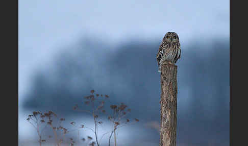 Sumpfohreule (Asio flammeus)