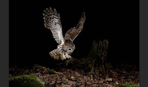 Waldkauz (Strix aluco)