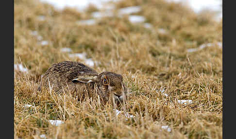 Feldhase (Lepus europaeus)