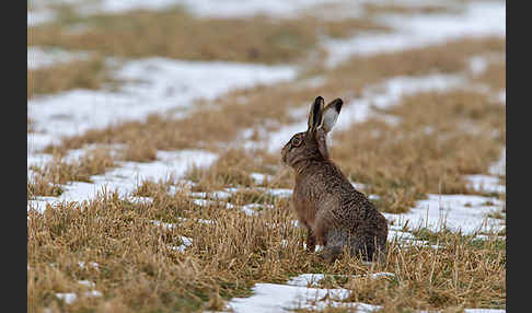 Feldhase (Lepus europaeus)