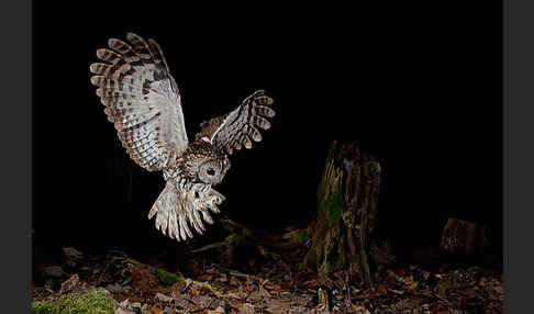 Waldkauz (Strix aluco)