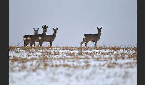 Rehwild (Capreolus capreolus)