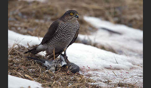 Sperber (Accipiter nisus)