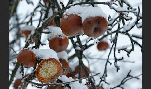 Streuobstwiese (meadow orchard)