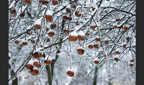 Streuobstwiese (meadow orchard)