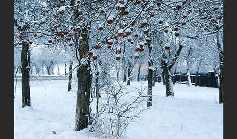 Streuobstwiese (meadow orchard)