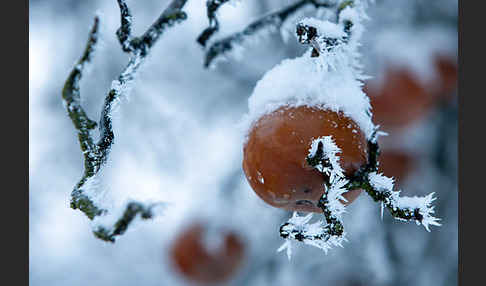 Streuobstwiese (meadow orchard)