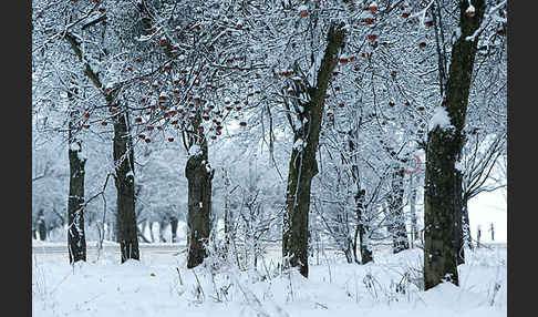 Streuobstwiese (meadow orchard)