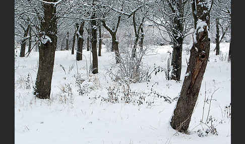 Streuobstwiese (meadow orchard)