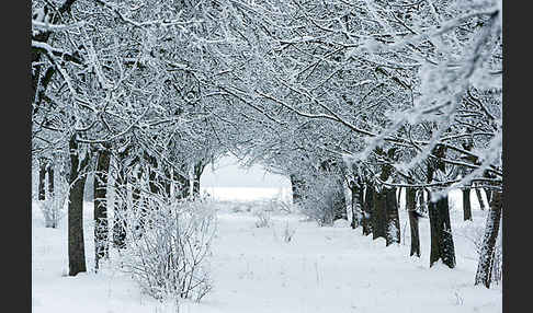 Streuobstwiese (meadow orchard)