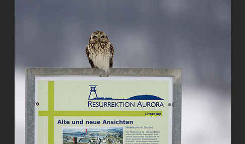 Sumpfohreule (Asio flammeus)