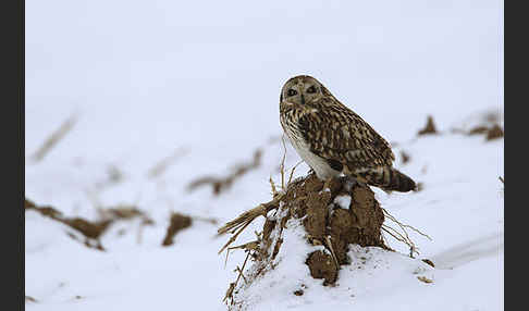 Sumpfohreule (Asio flammeus)