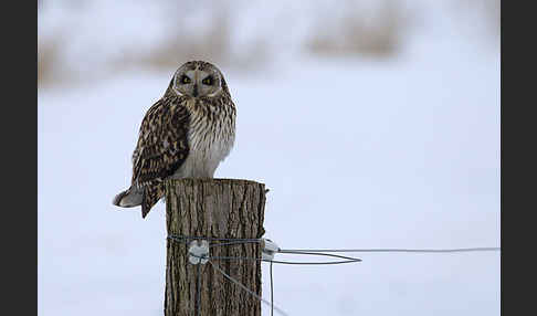 Sumpfohreule (Asio flammeus)