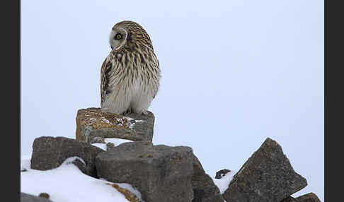 Sumpfohreule (Asio flammeus)