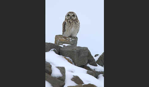 Sumpfohreule (Asio flammeus)