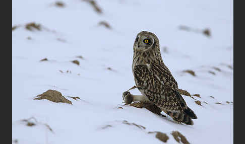 Sumpfohreule (Asio flammeus)