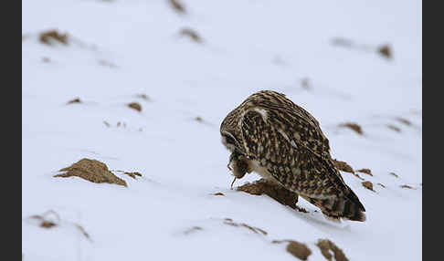 Sumpfohreule (Asio flammeus)