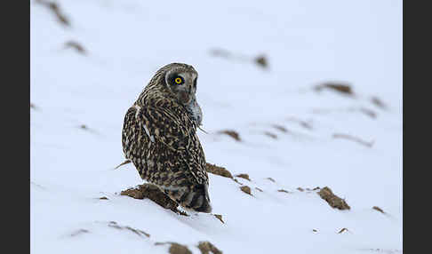 Sumpfohreule (Asio flammeus)