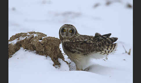 Sumpfohreule (Asio flammeus)