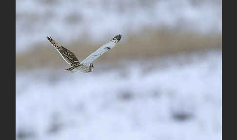 Sumpfohreule (Asio flammeus)