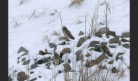 Sumpfohreule (Asio flammeus)