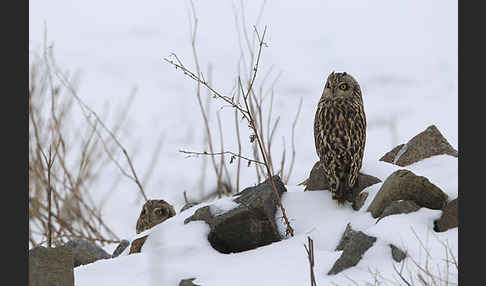 Sumpfohreule (Asio flammeus)