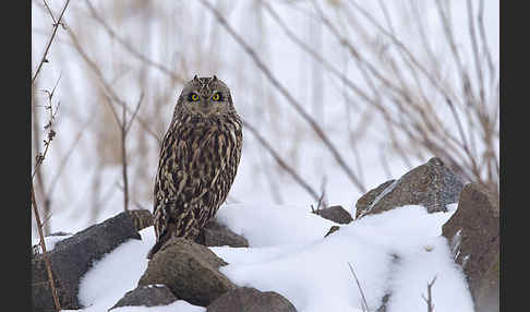 Sumpfohreule (Asio flammeus)