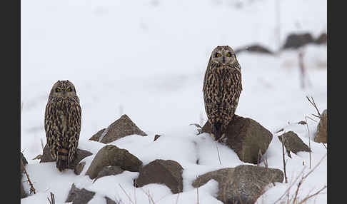 Sumpfohreule (Asio flammeus)