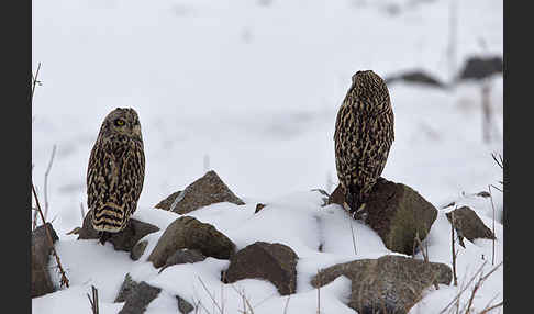 Sumpfohreule (Asio flammeus)