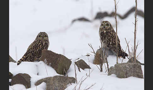 Sumpfohreule (Asio flammeus)