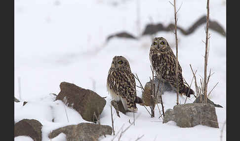 Sumpfohreule (Asio flammeus)