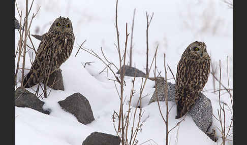 Sumpfohreule (Asio flammeus)