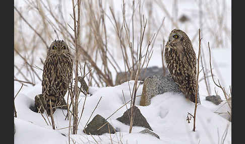 Sumpfohreule (Asio flammeus)