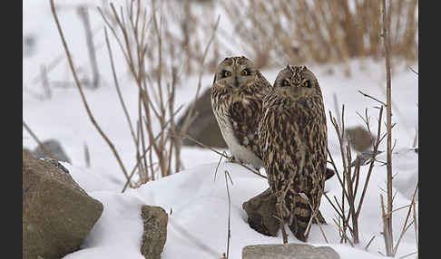 Sumpfohreule (Asio flammeus)