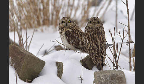 Sumpfohreule (Asio flammeus)