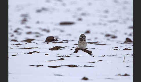 Sumpfohreule (Asio flammeus)