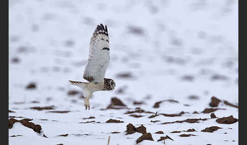 Sumpfohreule (Asio flammeus)