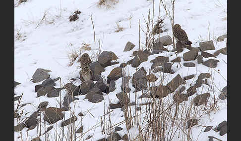 Sumpfohreule (Asio flammeus)