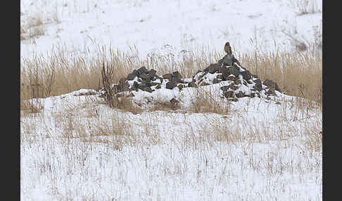 Sumpfohreule (Asio flammeus)