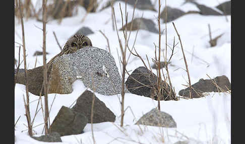 Sumpfohreule (Asio flammeus)