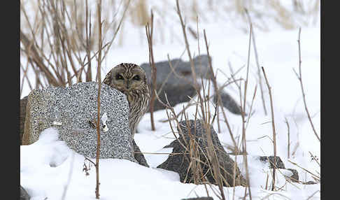 Sumpfohreule (Asio flammeus)