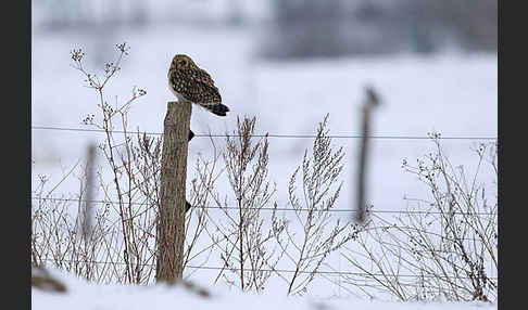 Sumpfohreule (Asio flammeus)