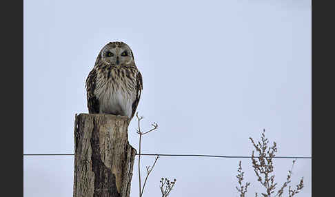 Sumpfohreule (Asio flammeus)