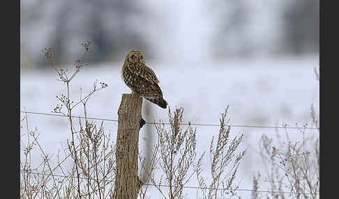 Sumpfohreule (Asio flammeus)