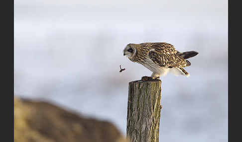 Sumpfohreule (Asio flammeus)