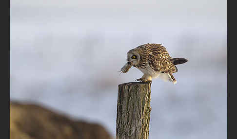 Sumpfohreule (Asio flammeus)