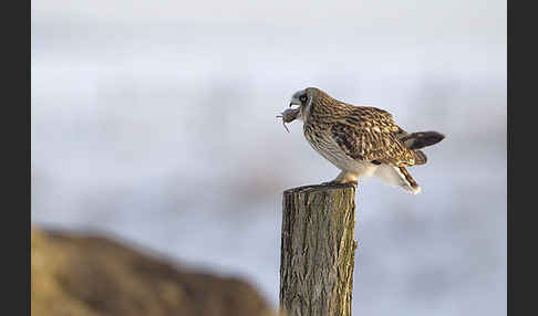 Sumpfohreule (Asio flammeus)