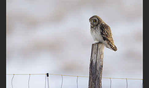 Sumpfohreule (Asio flammeus)