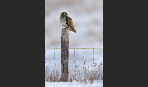 Sumpfohreule (Asio flammeus)