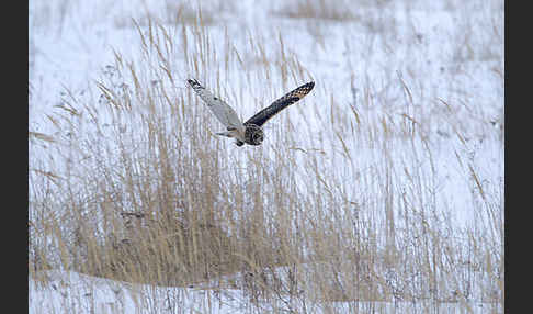 Sumpfohreule (Asio flammeus)